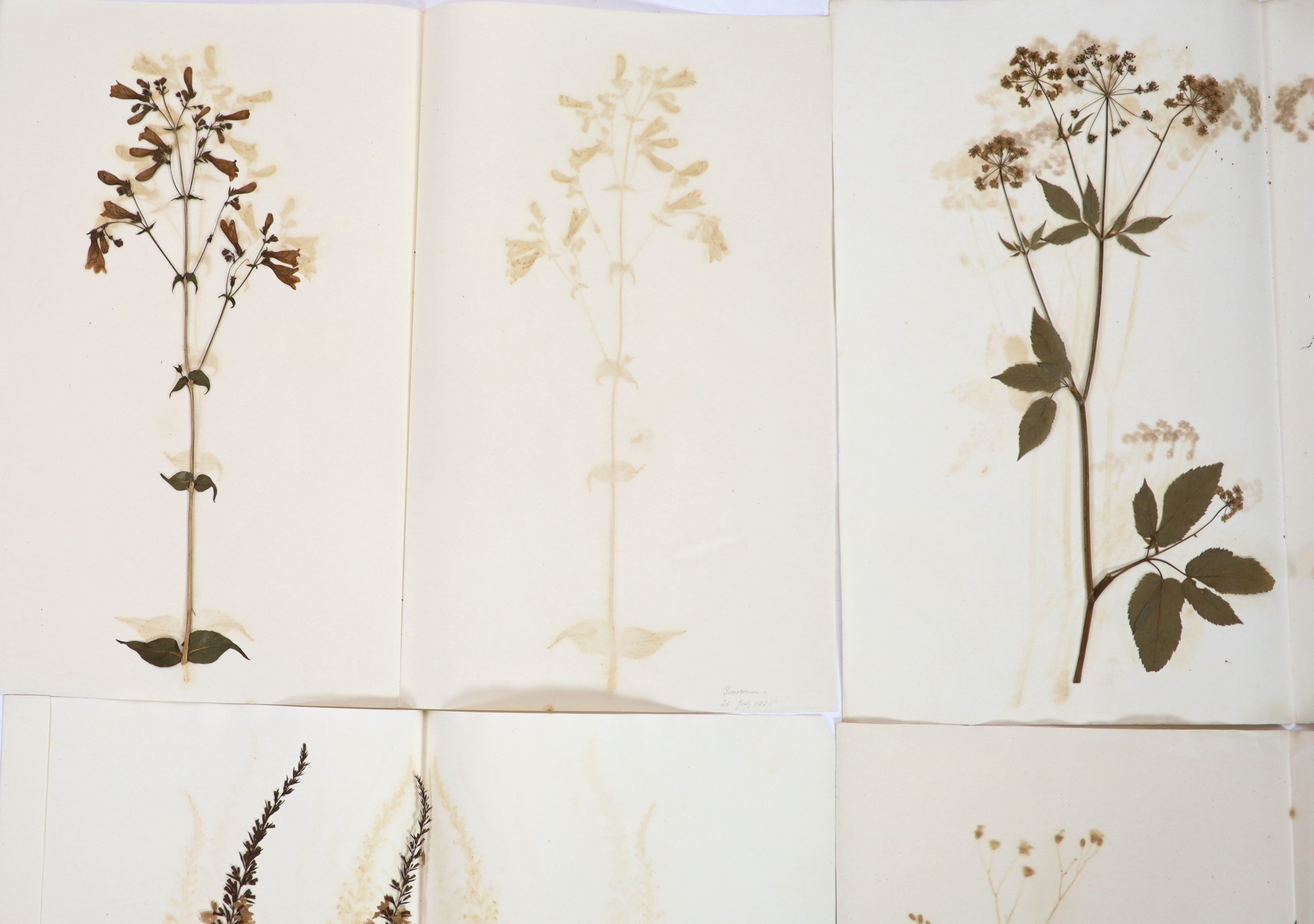 A folio of early 19th century dried botanical specimens on paper, Largest 47 cm X 28 cm (89 specimens)